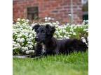 Miniature Australian Shepherd Puppy for sale in Westfield, MA, USA