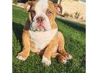 Bulldog Puppy for sale in Frankfort, KS, USA