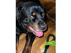 Adopt Bear a Rottweiler