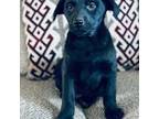 Labrador Retriever Puppy for sale in Minden, IA, USA