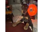 Doberman pinscher pup