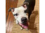 Adopt Barney a Pit Bull Terrier