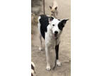 Adopt Is sweet PATCH your Match? a Border Collie