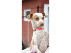 Adopt Mason a Jack Russell Terrier