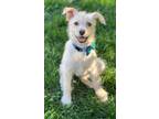 Adopt Crunch a Border Terrier, Wheaten Terrier