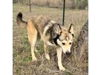 Adopt Luis EM a Husky, German Shepherd Dog