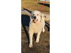 Adopt Nicholas a Great Pyrenees