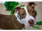 Adopt Nitro a American Staffordshire Terrier