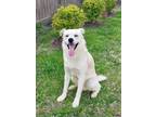 Adopt Titan a Labrador Retriever