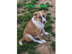 Adopt Vortex a Great Pyrenees, Boxer