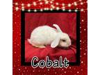 Adopt Cobalt LOUISVILLE a Lop Eared