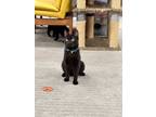 Adopt Mazda a Domestic Short Hair