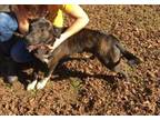 Adopt Joey a Mountain Cur, Pit Bull Terrier