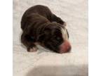 Miniature Australian Shepherd Puppy for sale in Hotchkiss, CO, USA