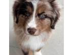 Miniature Australian Shepherd Puppy for sale in Hotchkiss, CO, USA