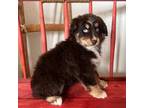 Miniature Australian Shepherd Puppy for sale in Hotchkiss, CO, USA