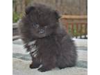 Pomeranian Puppy for sale in Dinwiddie, VA, USA