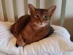 Adopt Ozzie a Abyssinian