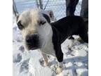 Adopt Lucche a Pit Bull Terrier