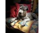 Adopt Shelby a Cane Corso