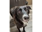 Adopt Cucho a Border Collie, Mixed Breed