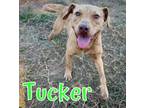 Adopt Tucker a Yellow Labrador Retriever, Terrier