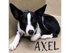 Adopt Axel a Border Collie
