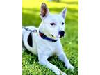 Adopt Andrew a Terrier, American Staffordshire Terrier