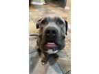 Adopt MUG a Pit Bull Terrier, American Staffordshire Terrier