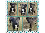 Adopt Talon CFS 240001660 a Pit Bull Terrier