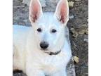 German Shepherd Dog Puppy for sale in Chippewa Falls, WI, USA