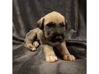 Irish Wolfhound Puppy for sale in Vernal, UT, USA
