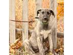 Irish Wolfhound Puppy for sale in Vernal, UT, USA