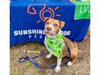 Adopt Matteo a American Staffordshire Terrier