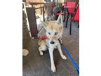 Adopt ARCHIE a Shiba Inu