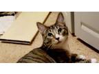 Adopt Toby 2024 a Domestic Short Hair