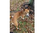 Adopt Cooper a Basenji