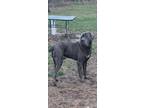 Adopt Victor a Cane Corso