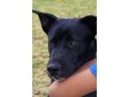 Adopt Luca a Labrador Retriever, Flat-Coated Retriever