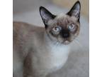 Adopt Thunder a Siamese