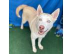 Adopt Casper 2 a Siberian Husky