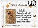 Adopt Leo a Bloodhound, Labrador Retriever