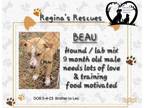 Adopt Beau a Bloodhound, Labrador Retriever