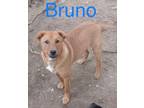Adopt Bruno a Chow Chow, Mixed Breed