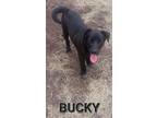 Adopt Bucky a Mixed Breed, Border Collie