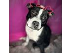 Adopt Chip a Staffordshire Bull Terrier, Pit Bull Terrier