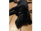 Adopt Little Man a Dachshund, Black Labrador Retriever