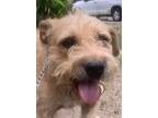 Adopt Mario a Terrier