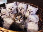 Ragdoll Snow Maine Coon Kittens Coming Soon