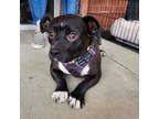 Adopt Nugget a Pug, American Staffordshire Terrier